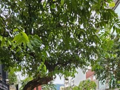 Nhà mặt tiền — Nguyễn Đình Chiểu, Bàn Cờ, Quận 3 — 97m² · ngang 4m · 7 tầng — 55 tỷ