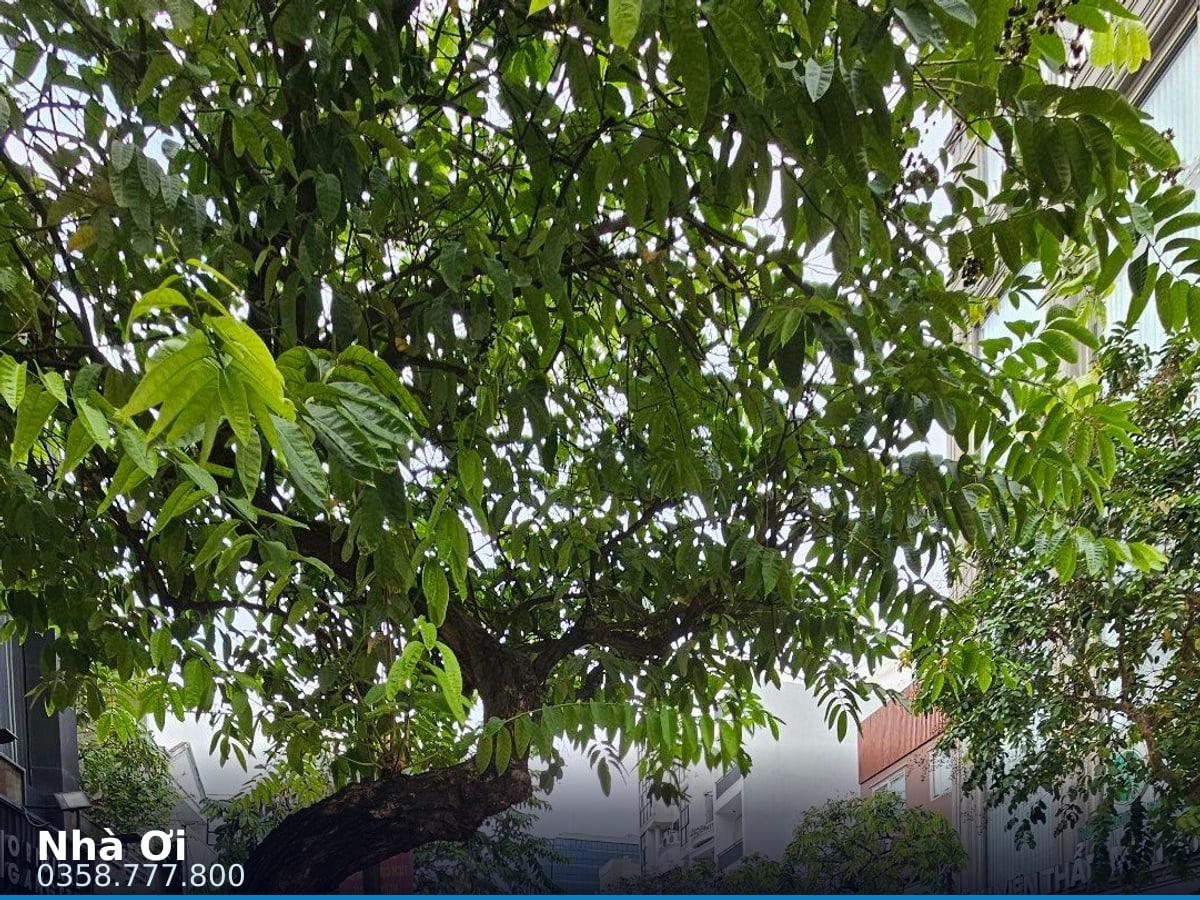 Nhà mặt tiền — Nguyễn Đình Chiểu, Bàn Cờ, Quận 3 — 97m² · ngang 4m · 7 tầng — 55 tỷ